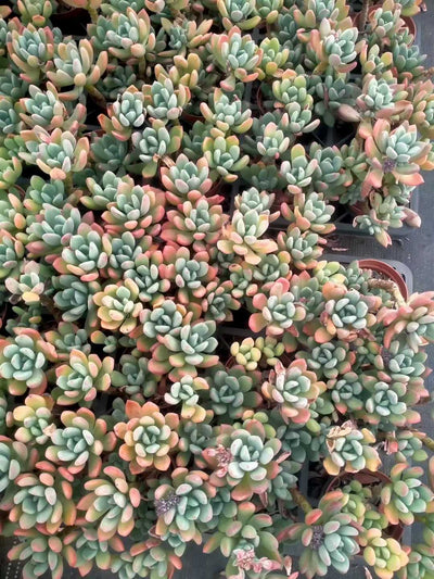 多肉植物 コウビジン 24株セット 4号鉢 品番ZG00037