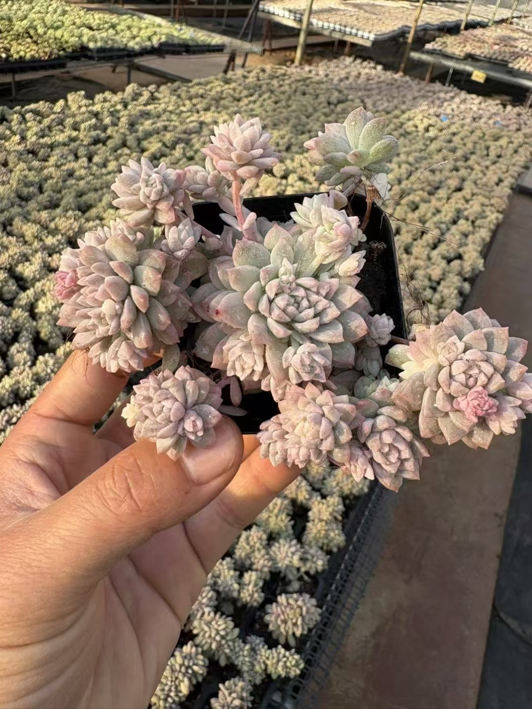 多肉植物 ぴんくマンにしき 36株セット 2.5号鉢 品番AD00108 – 花の