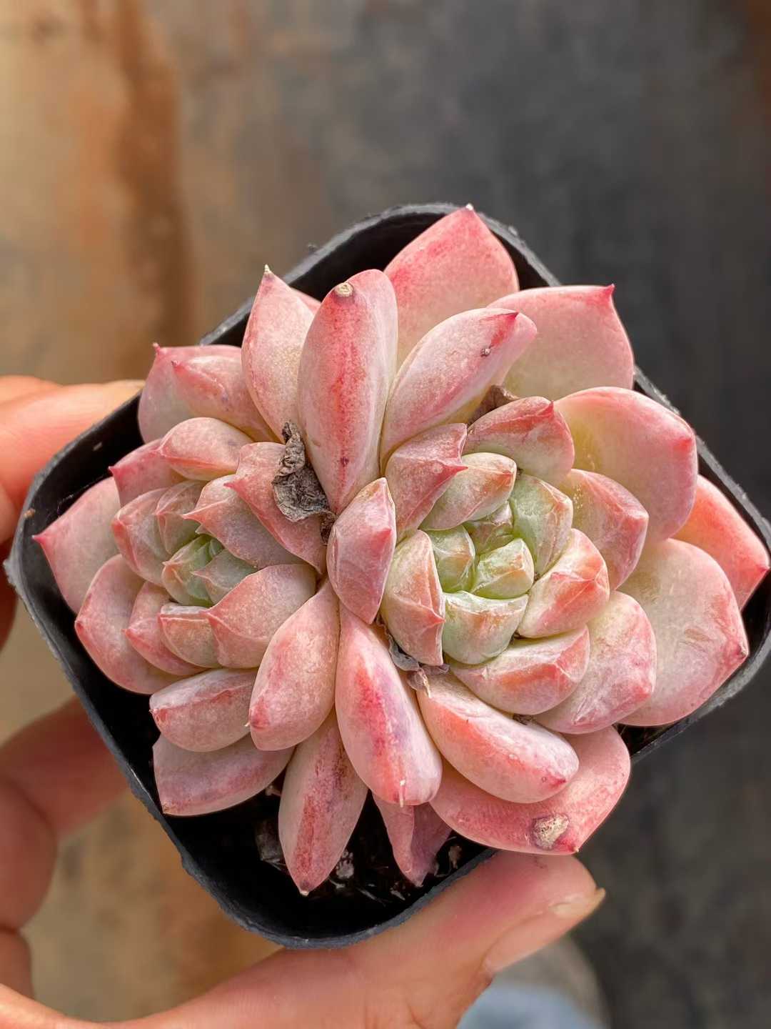 多肉植物 ピンクダイヤ 50株セット 2.5号鉢 品番AA00170