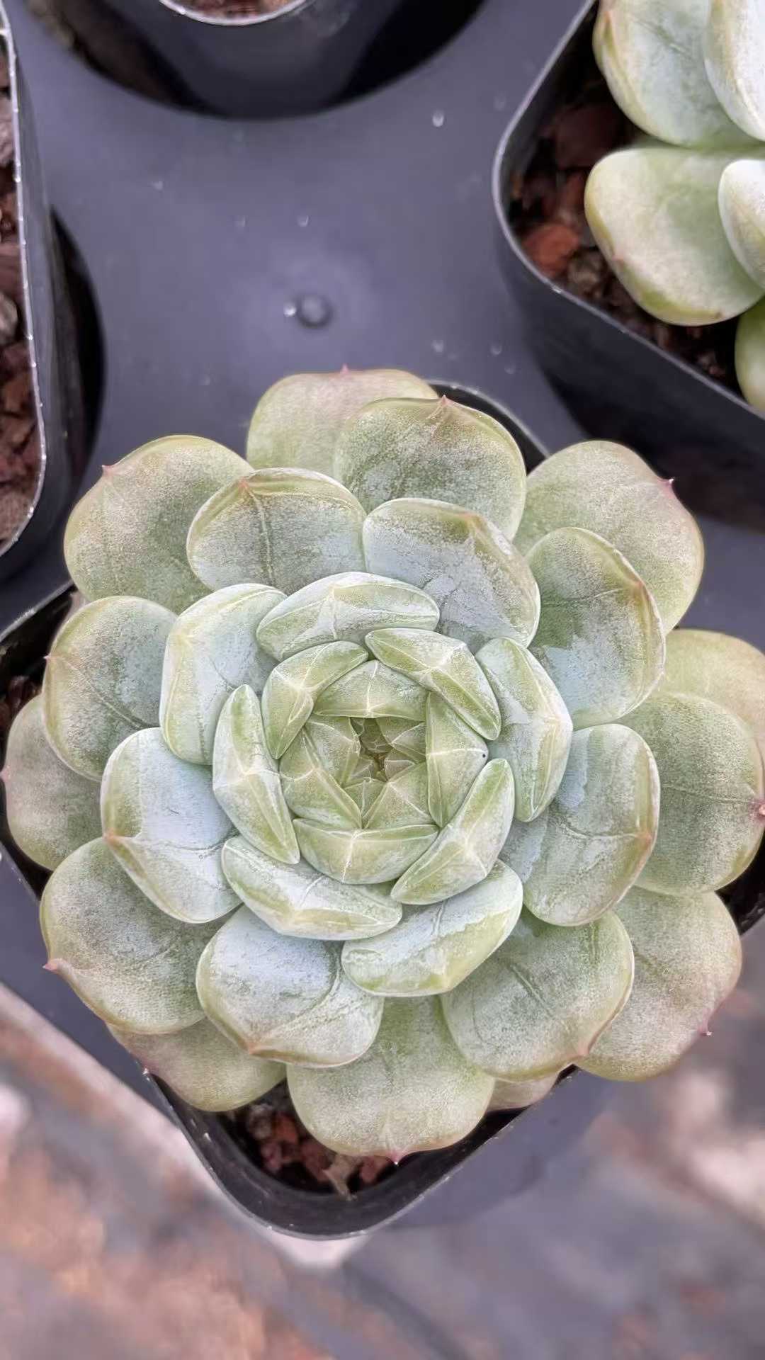 多肉植物 ハクレン 50株セット 2.5号鉢 品番AE00008