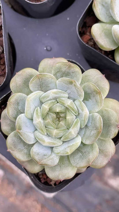 多肉植物 ハクレン 50株セット 2.5号鉢 品番AE00008