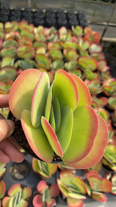 多肉植物 トウイン 15株セット 3号鉢 品番AE00049