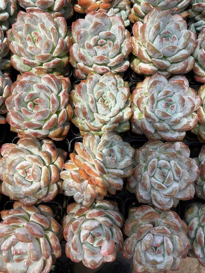 多肉植物 マリリンたんとう 50株セット 2.5号鉢 品番AD00208