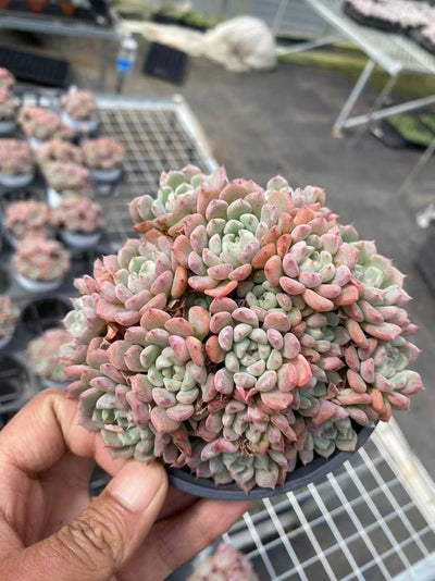 多肉植物 カワイイポッポグン 24株セット 4号鉢 品番AF00037
