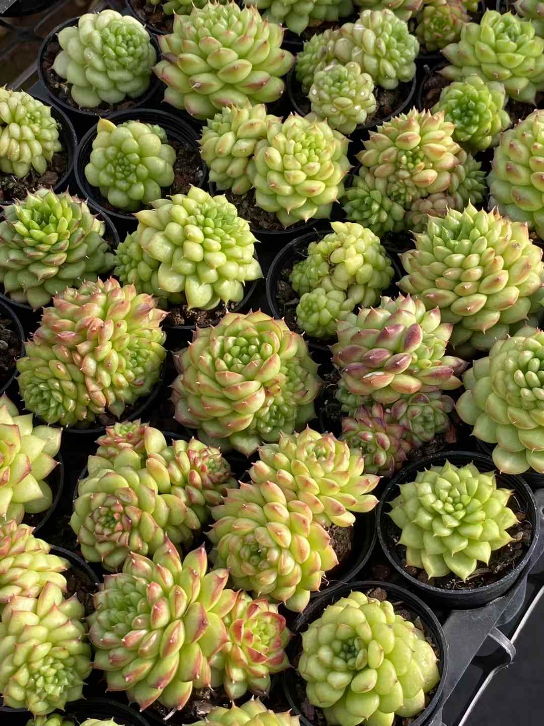 多肉植物 グリーンサブマリーナ 30株セット 2号鉢 品番AA00004