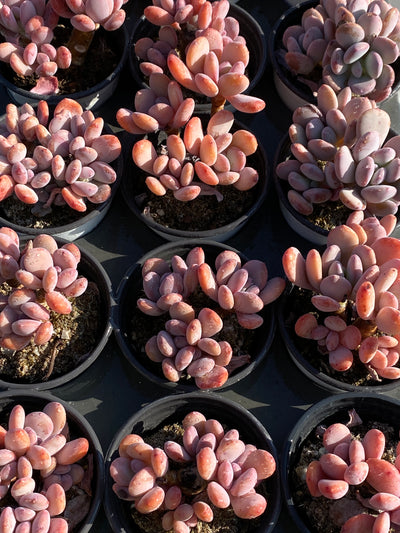 TH608     多肉植物     （40株）セット