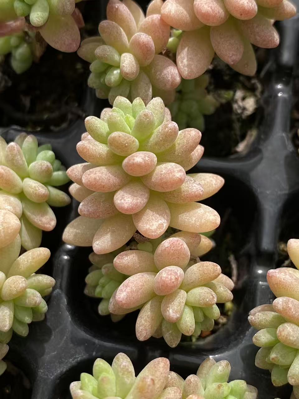 多肉植物 ジェニー 128株セット 品番AB0099