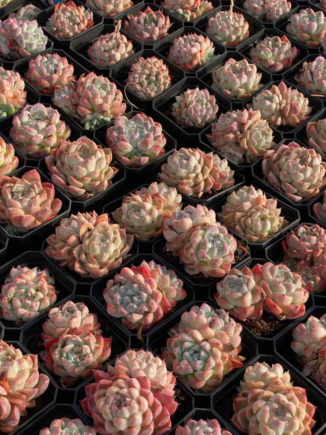 多肉植物 セレクトビジン 50株セット 2.5号鉢 品番AA00020