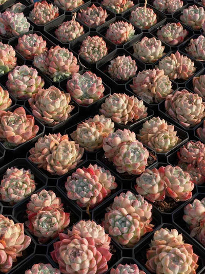 多肉植物 セレクトビジン 50株セット 2.5号鉢 品番AA00020