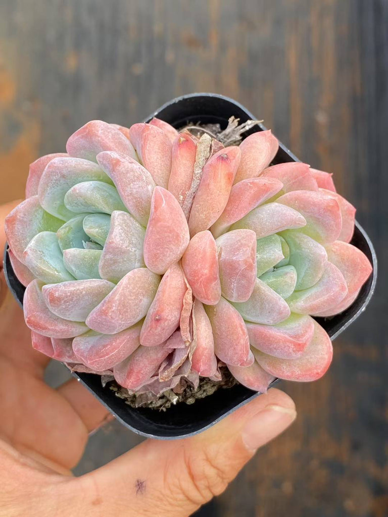 多肉植物　特注ランダムパック　専用 多肉植物 コウム 50株セット 2.5号鉢 品番AA00060 – 花のパッセージ