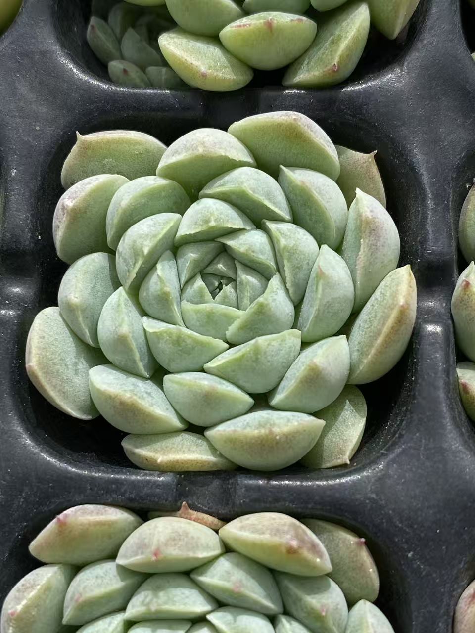 多肉植物 ヨウシキュウ 105株セット 品番AB0097