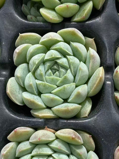 多肉植物 ヨウシキュウ 105株セット 品番AB0097