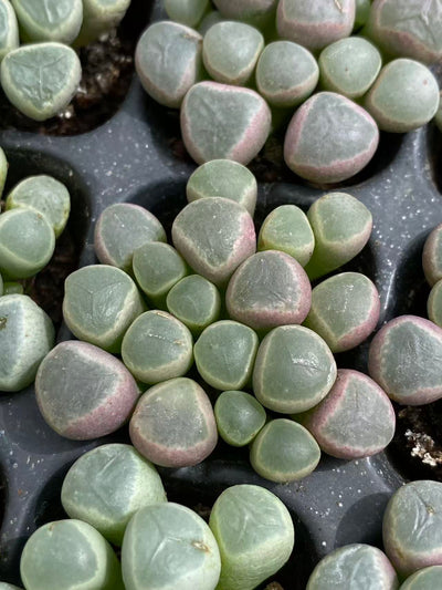 多肉植物 イソズリダマ 128株セット 品番AB0093