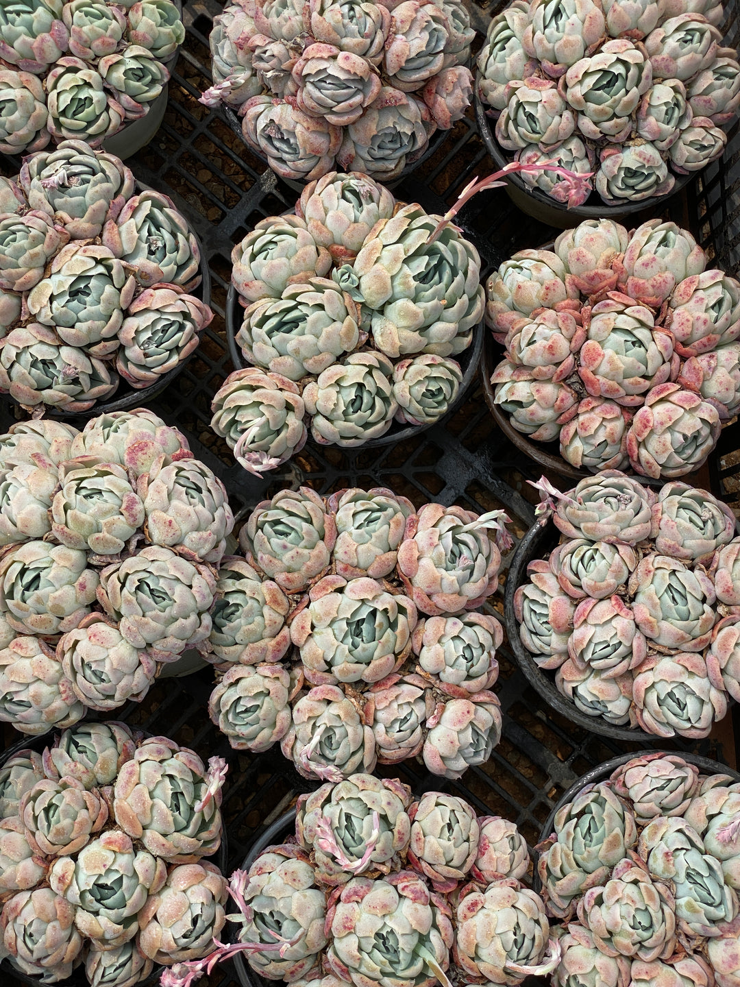TH686 多肉植物 ベリー （株）セット – 花のパッセージ