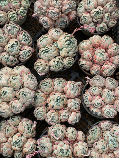 TH686     多肉植物   ベリー  （株）セット
