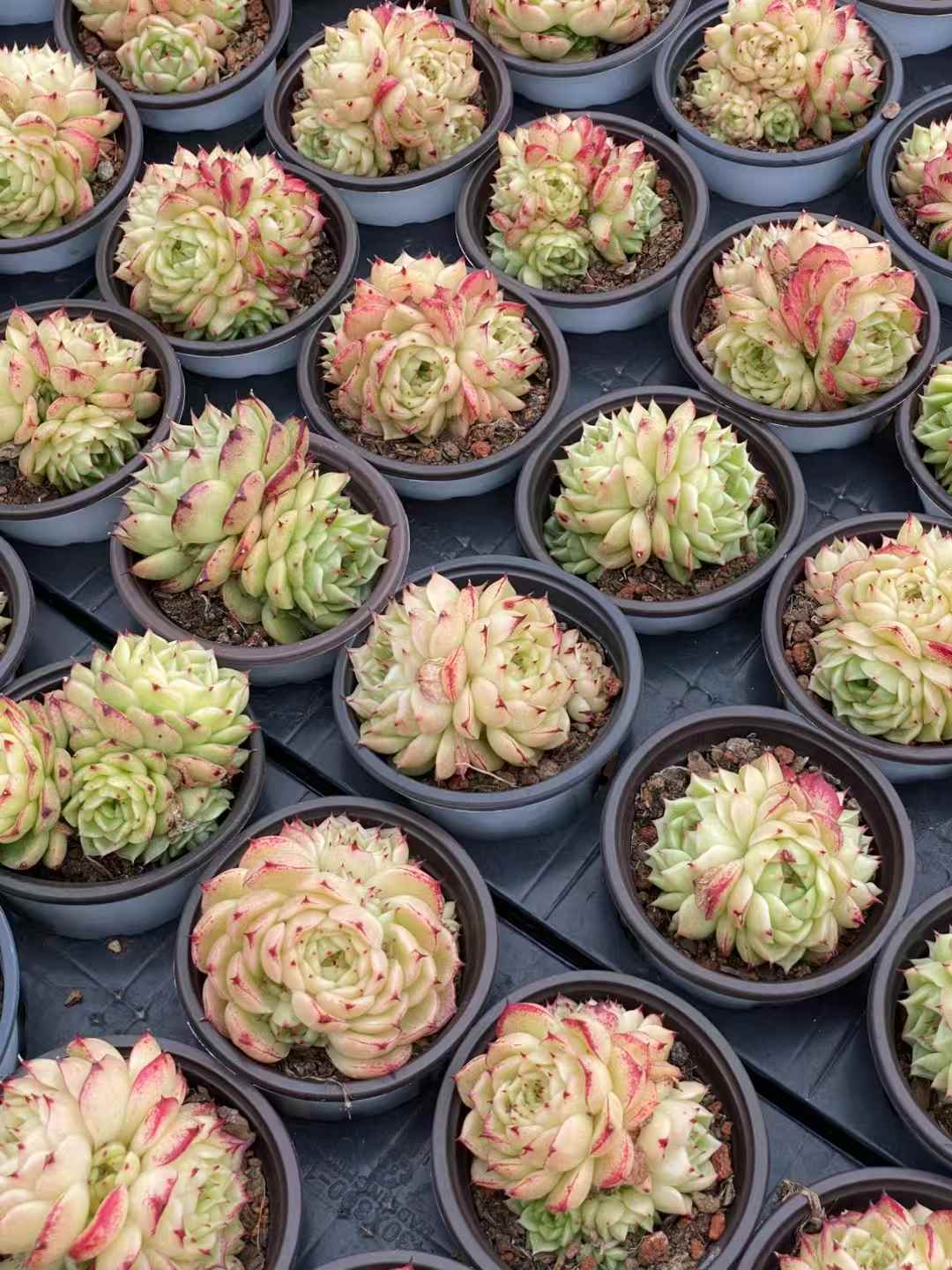 多肉植物 フェニックスファイア 30株セット 3号鉢 品番AA00034