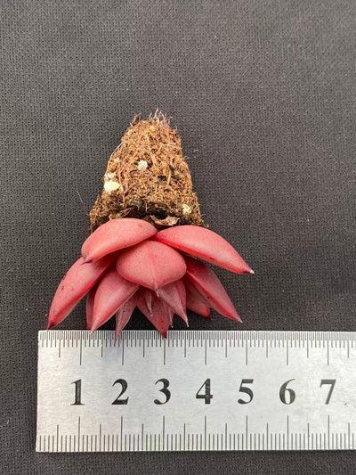 多肉植物 ロミオ 128株セット 品番AB0096