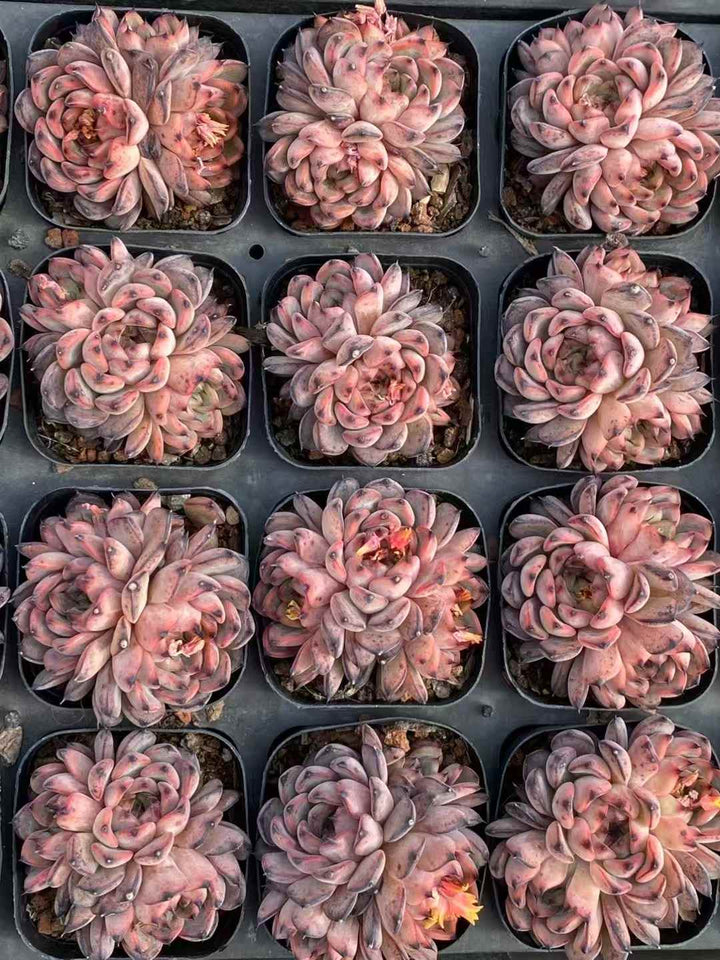 多肉植物 スターライトジェニー 30株セット 3号鉢 品番AA00027 – 花の