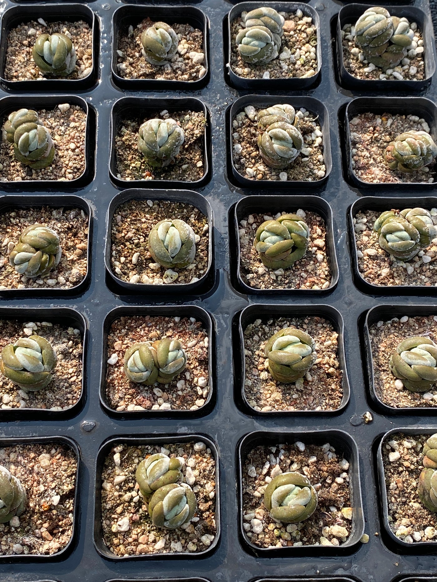 TH687     多肉植物     （80株）セット