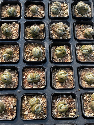 TH687     多肉植物     （80株）セット