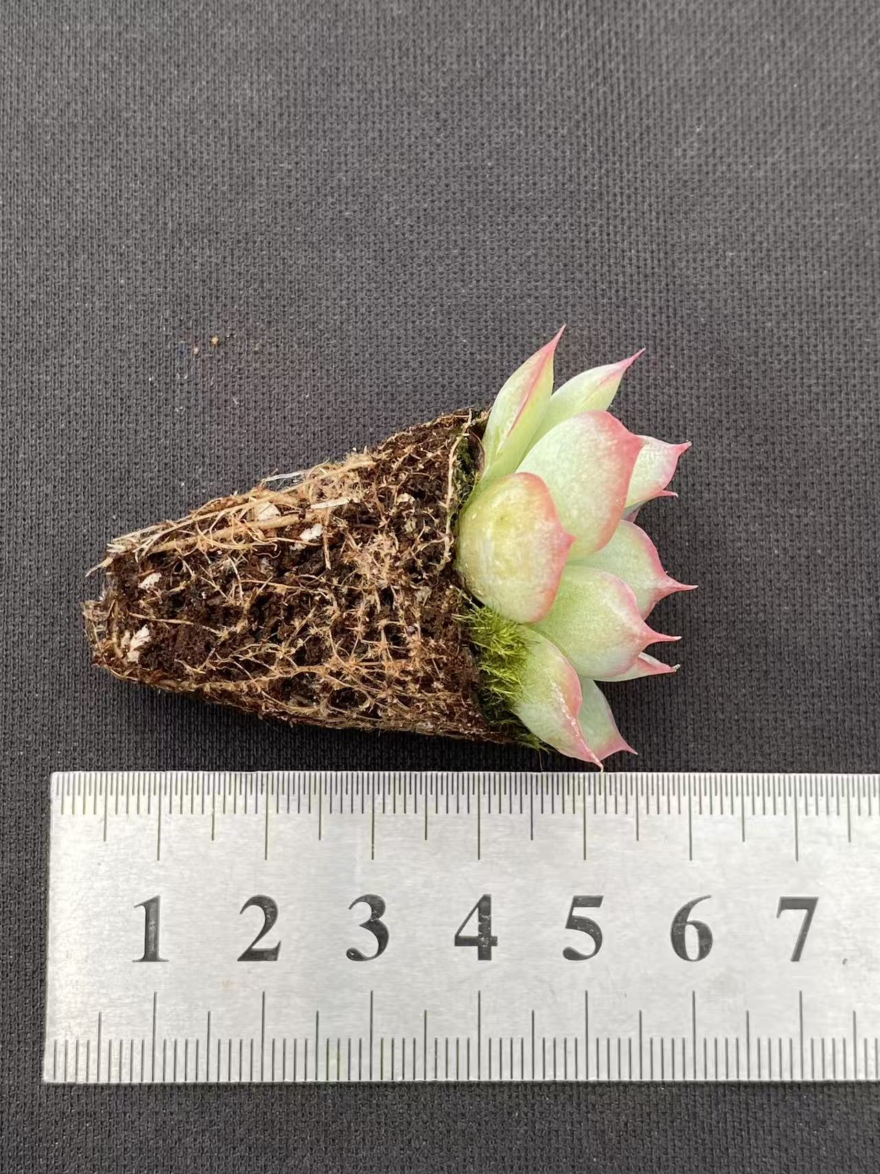 多肉植物 ハスハナ 128株セット 品番AB0092