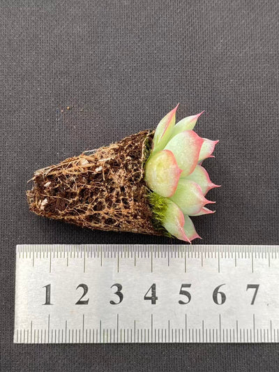 多肉植物 ハスハナ 128株セット 品番AB0092