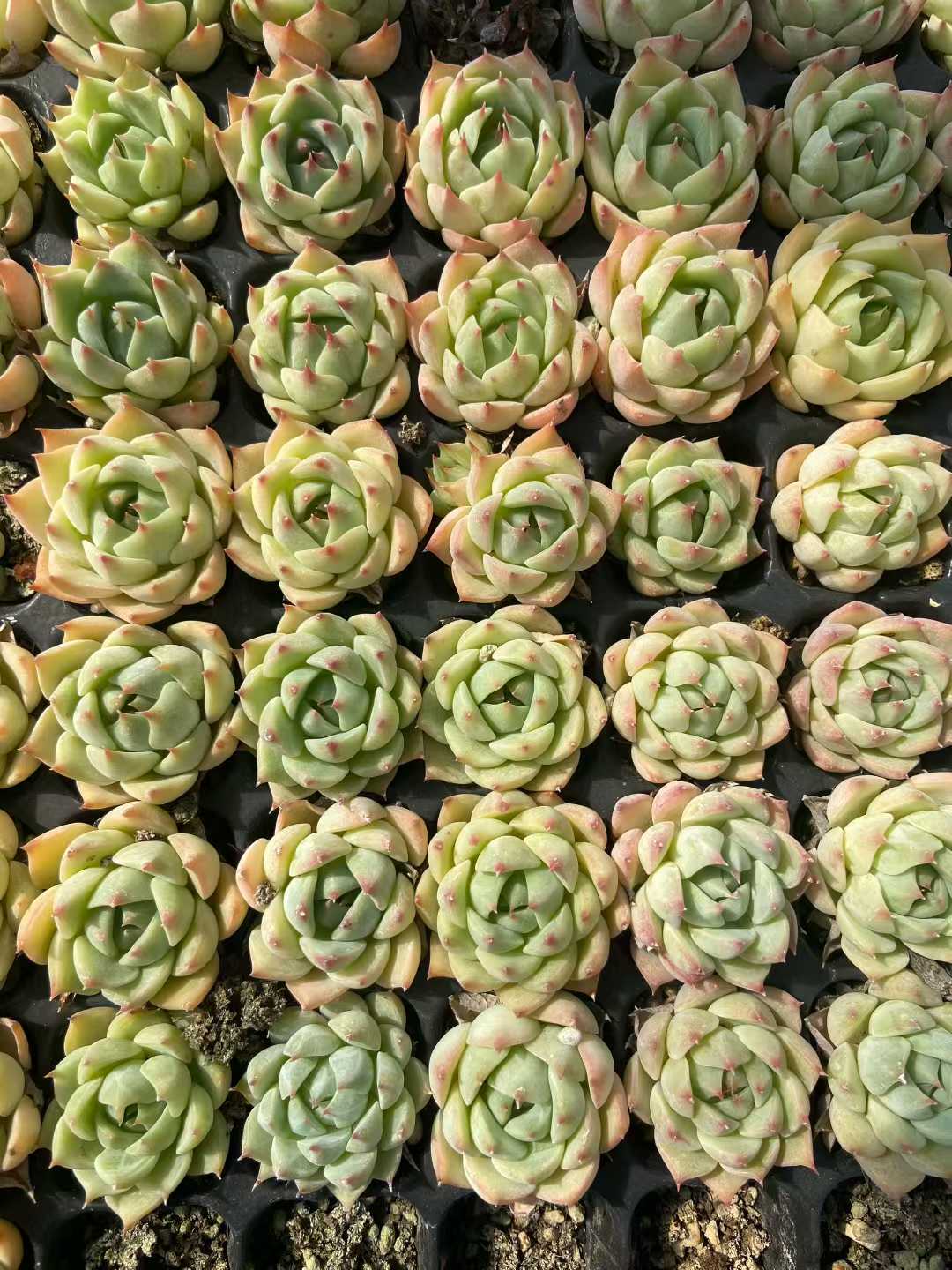 多肉植物 23k178 128株セット 品番AB0124