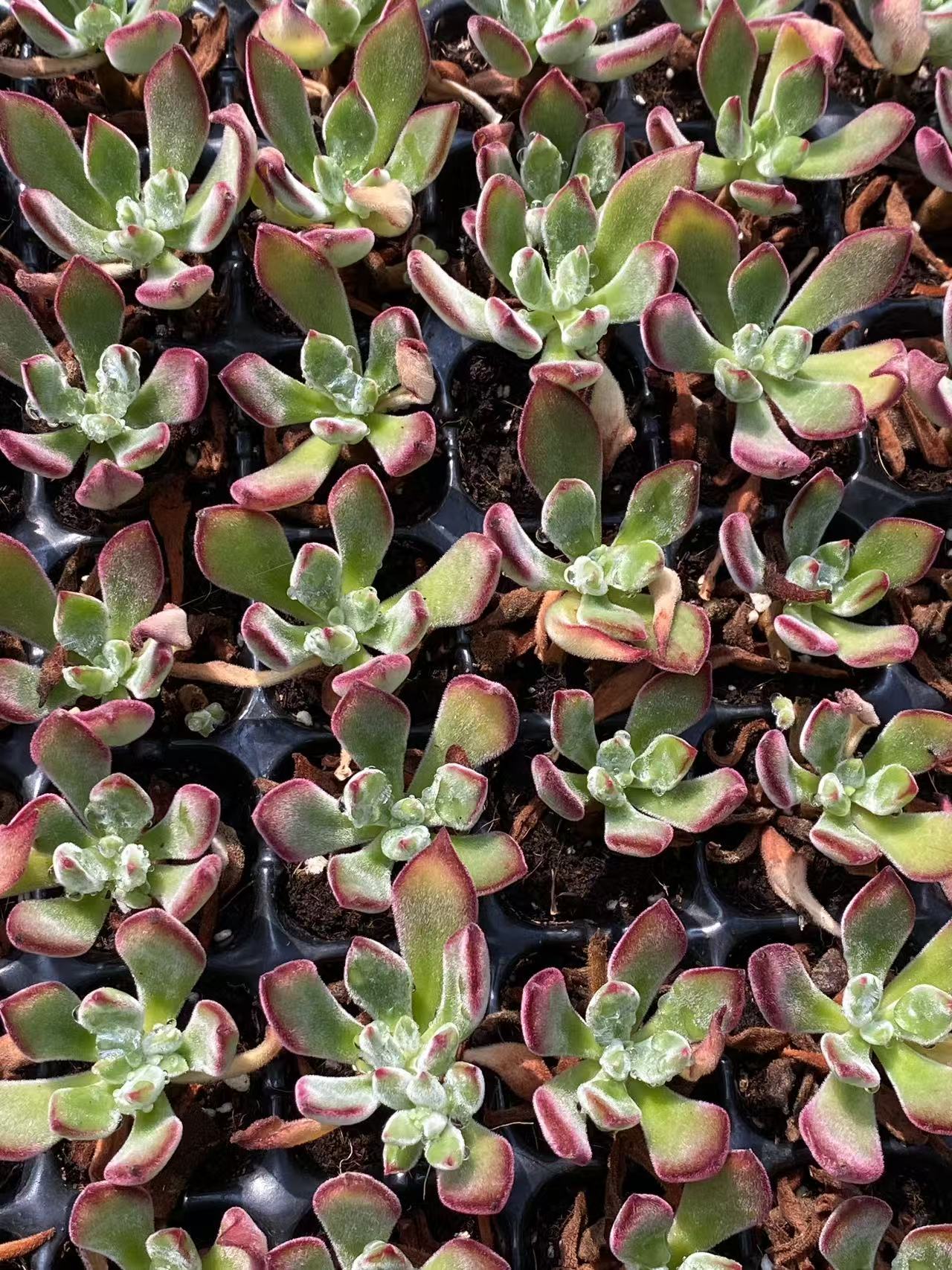 多肉植物 キンコウセイ 72株セット 品番AB0078