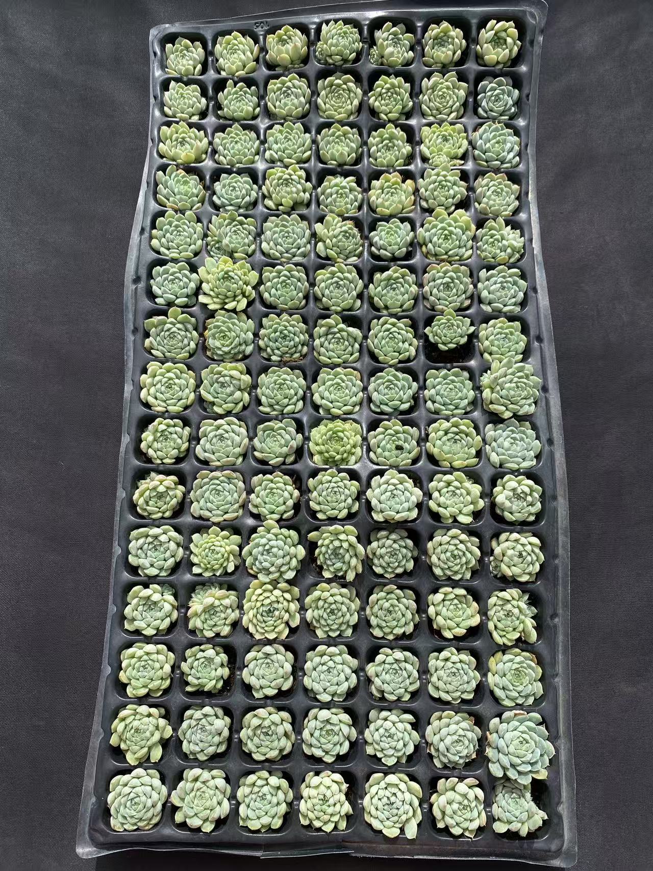 多肉植物 ヨウシキュウ 105株セット 品番AB0097