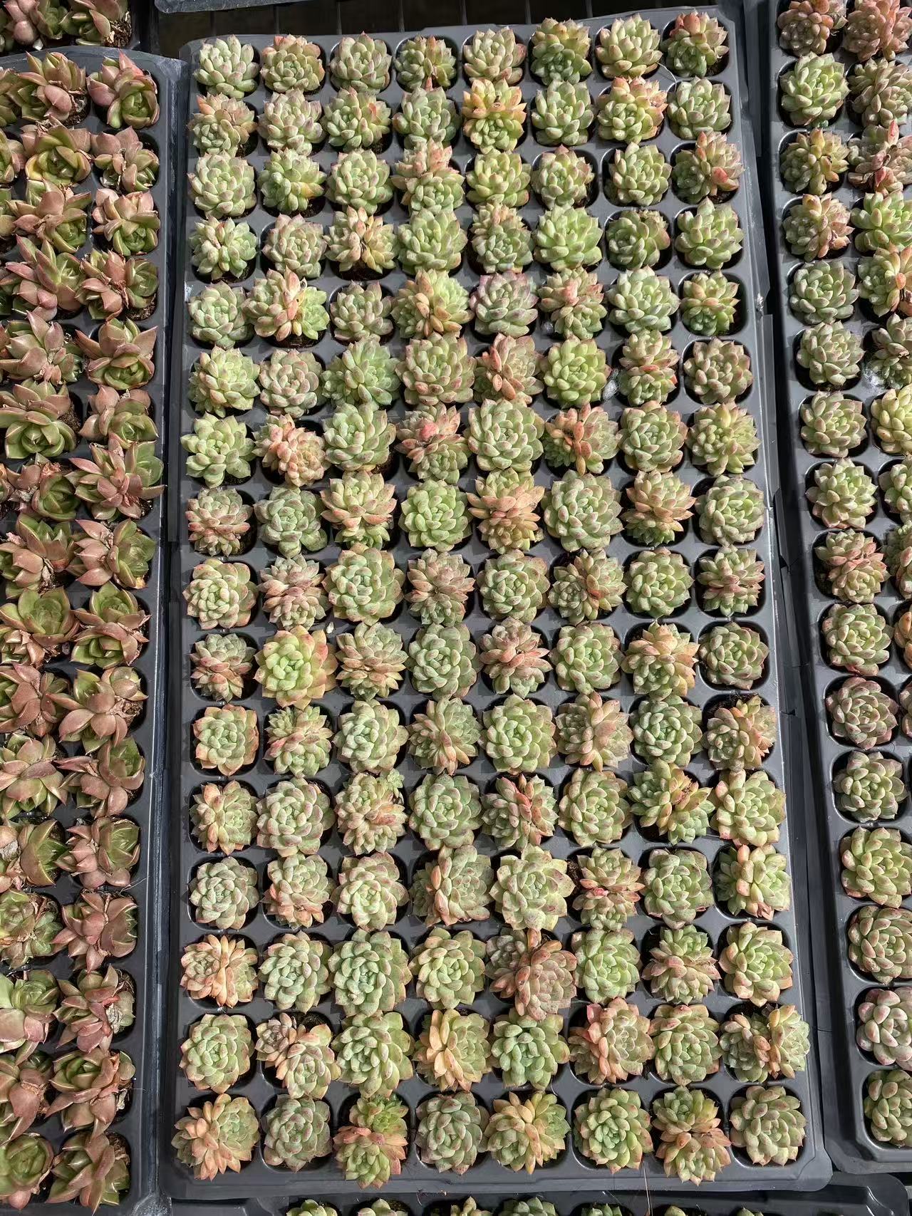 多肉植物 ムーヤオ 128株セット 品番AB0086