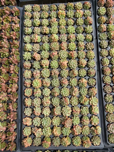 多肉植物 ムーヤオ 128株セット 品番AB0086