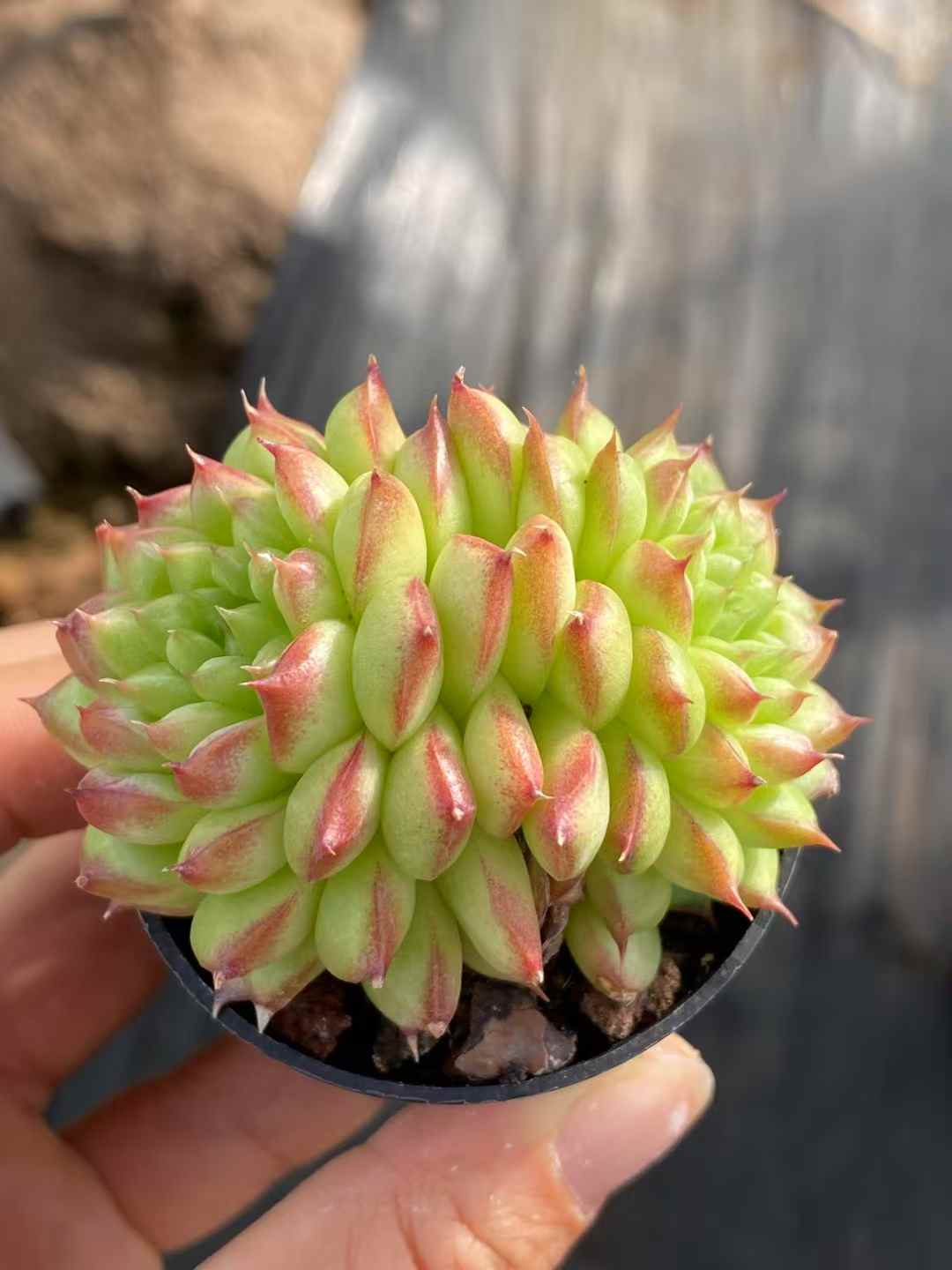 多肉植物 グリーンサブマリーナ 30株セット 2号鉢 品番AA00004
