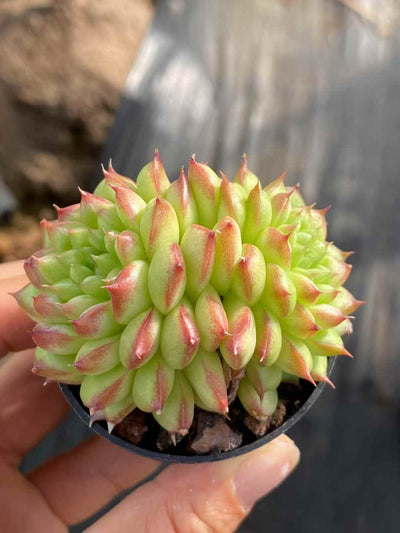 多肉植物 グリーンサブマリーナ 30株セット 2号鉢 品番AA00004
