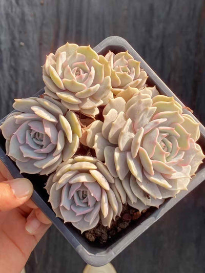 多肉植物 ルナレン 30株セット 4号鉢 品番AA00045
