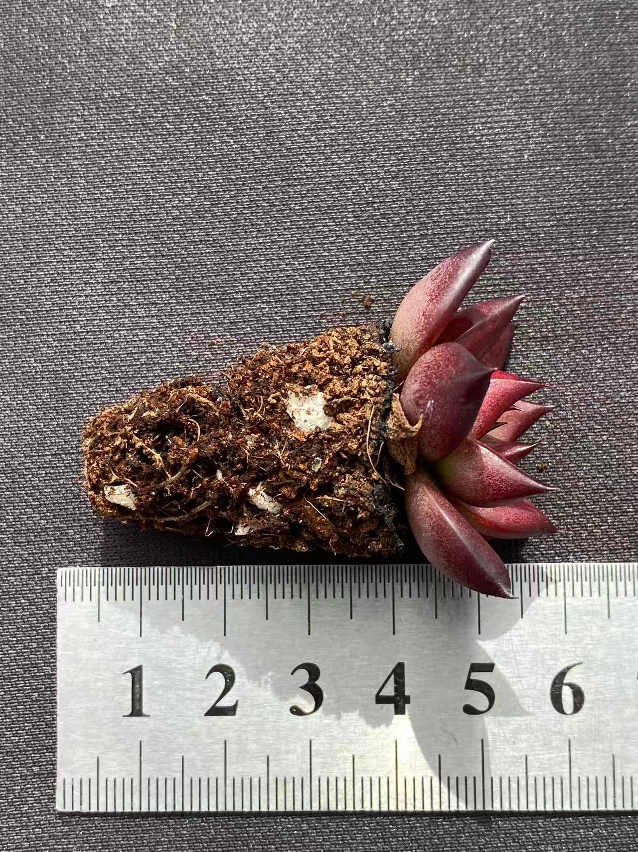 多肉植物 ロビン 128株セット 品番AB0090