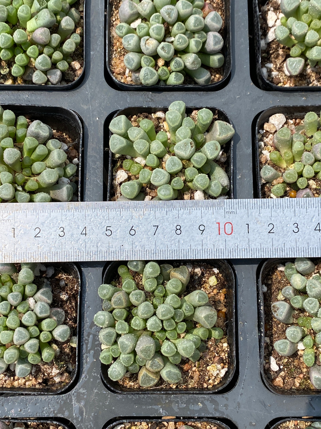 専用　　五十鈴玉錦　輸入苗　多肉植物 五十鈴玉錦 多肉植物 可愛い レア - メルカリ