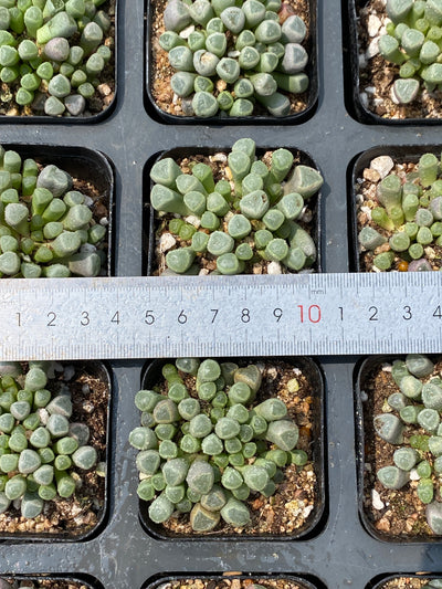 TH676     多肉植物   五十鈴玉  （49株）セット