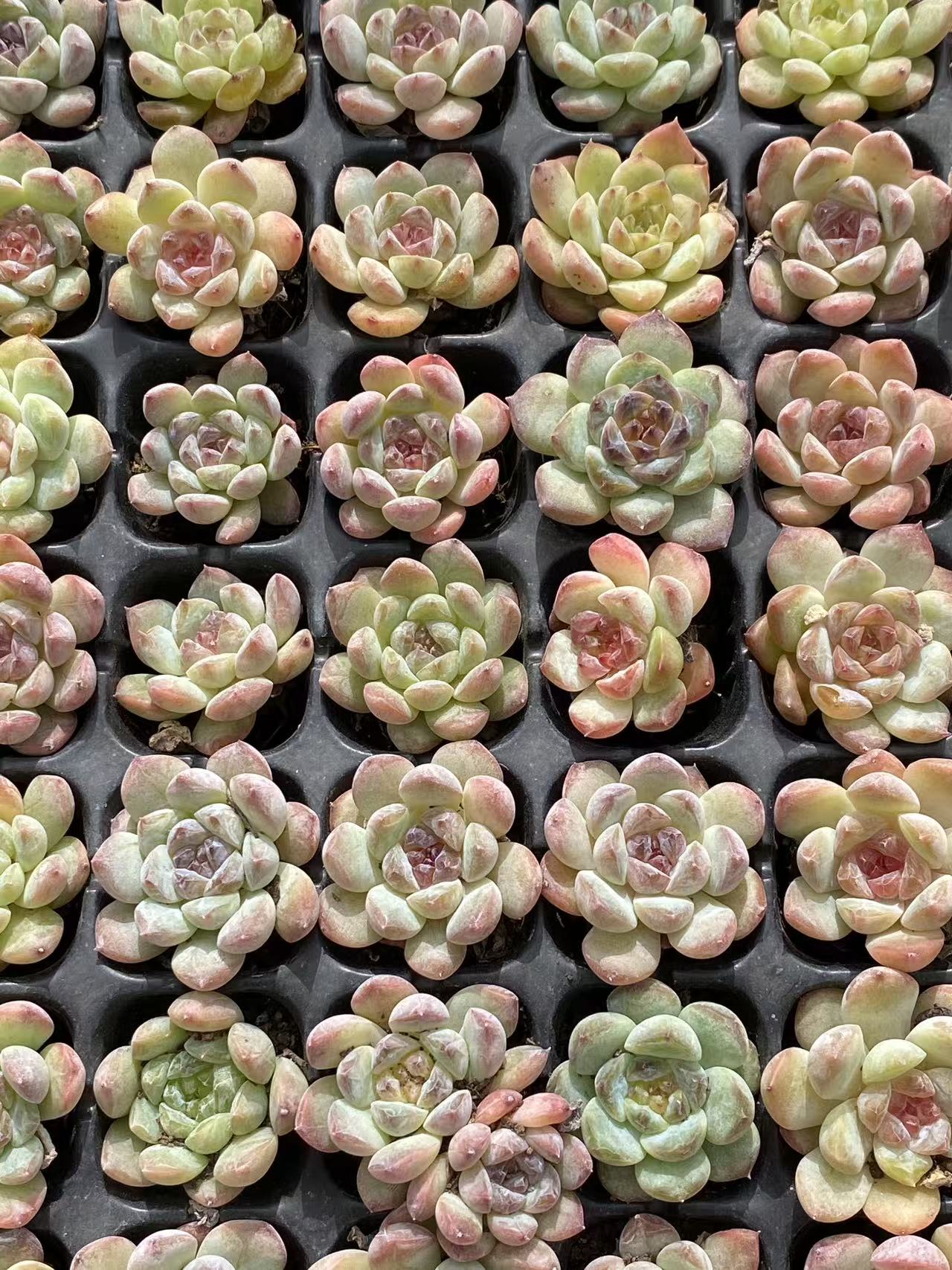多肉植物 セイテイ 128株セット 品番AB0104