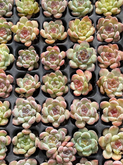 多肉植物 セイテイ 128株セット 品番AB0104
