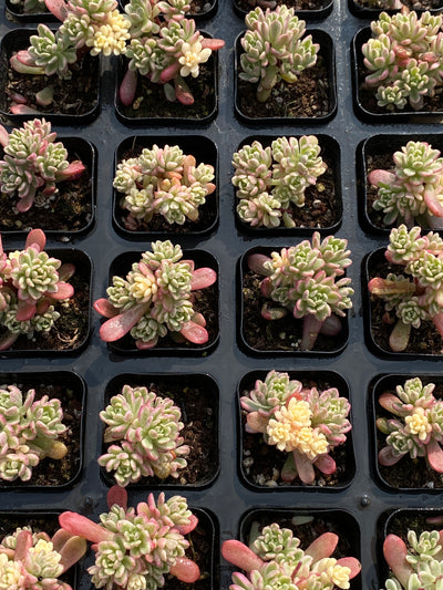 TH700     多肉植物   タロック錦   （49株）セット