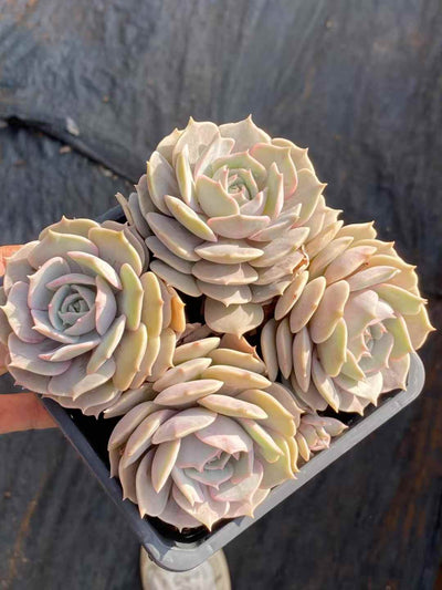 多肉植物 ルナレン 30株セット 4号鉢 品番AA00045