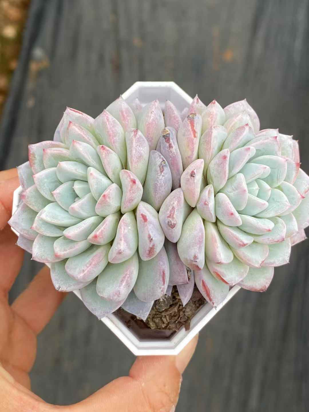 多肉植物 ヴィト 50株セット 2.5号鉢 品番AA00019