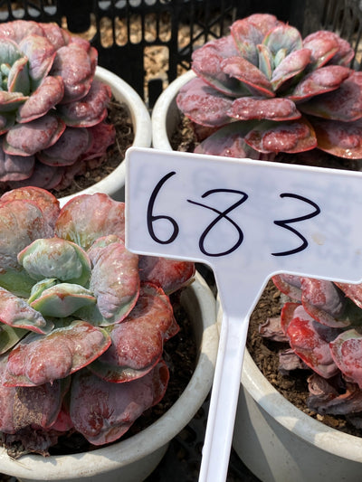 TH683     多肉植物   ハートディライト  （15株）セット