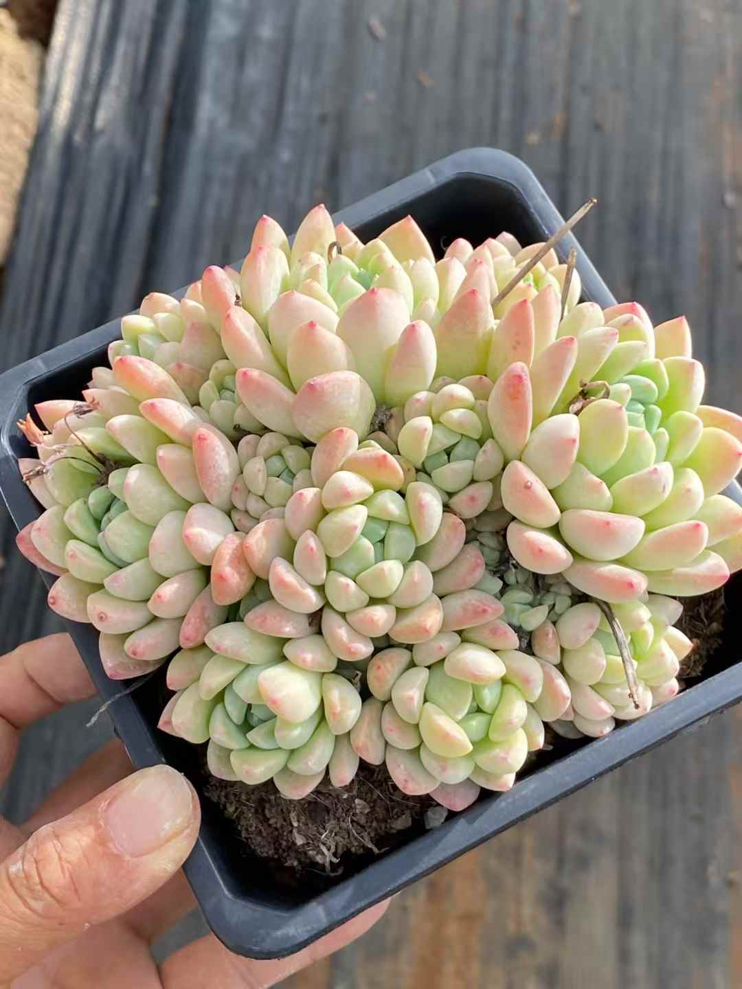 多肉植物 ギョクカン 30株セット 4号鉢 品番AA00049