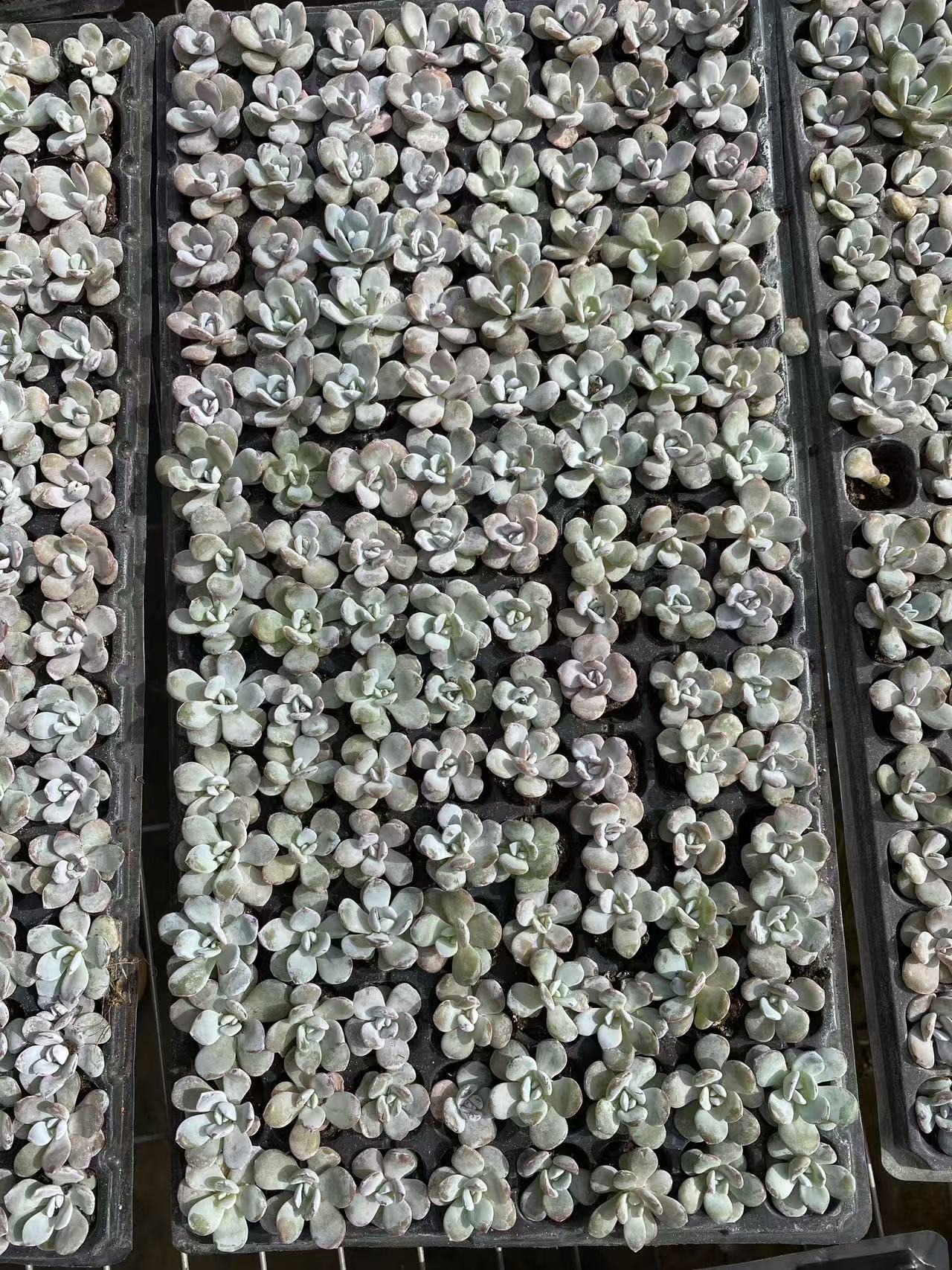 多肉植物 ナイチャ 128株セット 品番AB0089