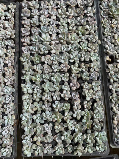 多肉植物 ナイチャ 128株セット 品番AB0089
