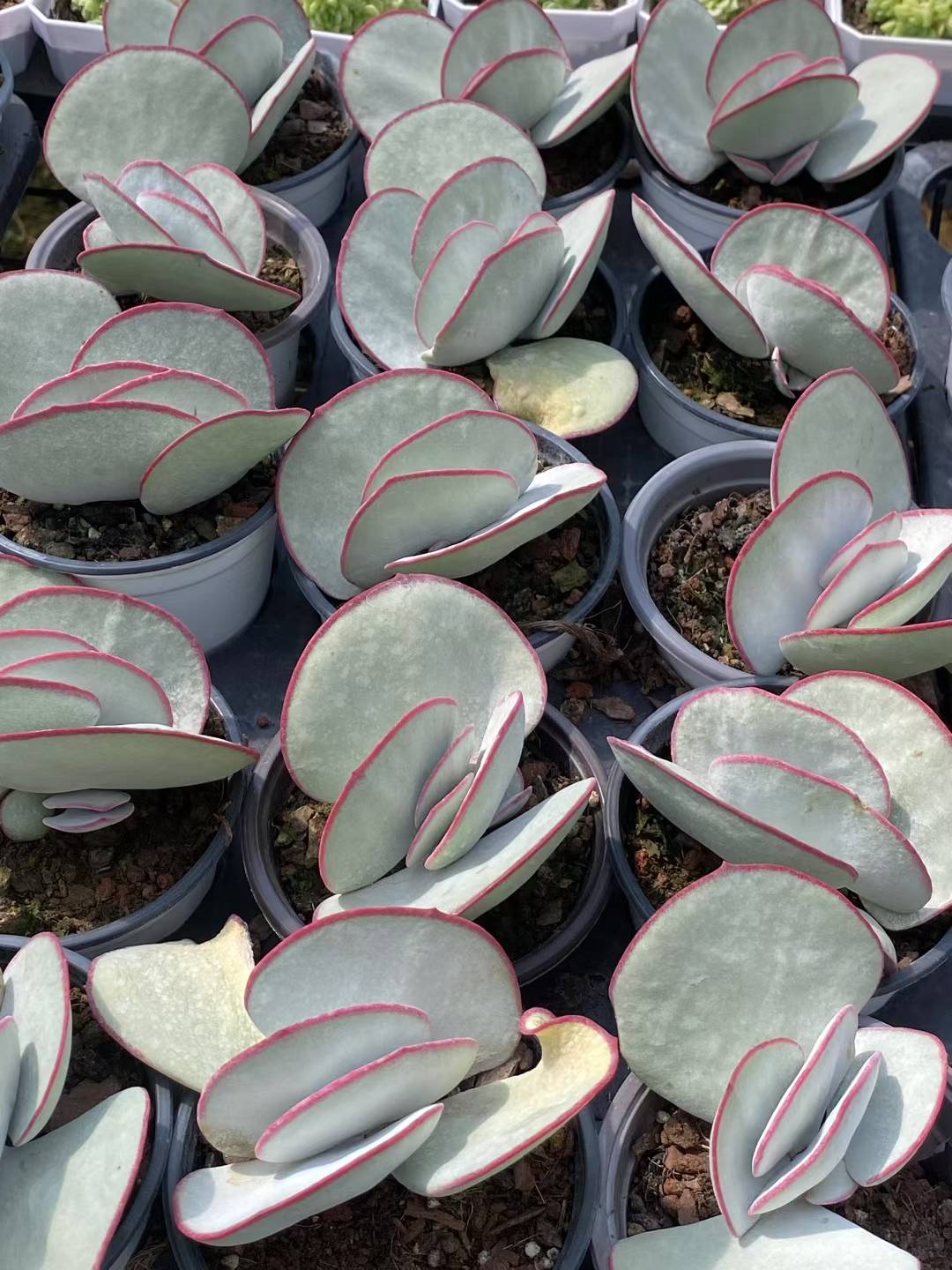 多肉植物 ホワイトブロー 30株セット 3号鉢 品番AA00076