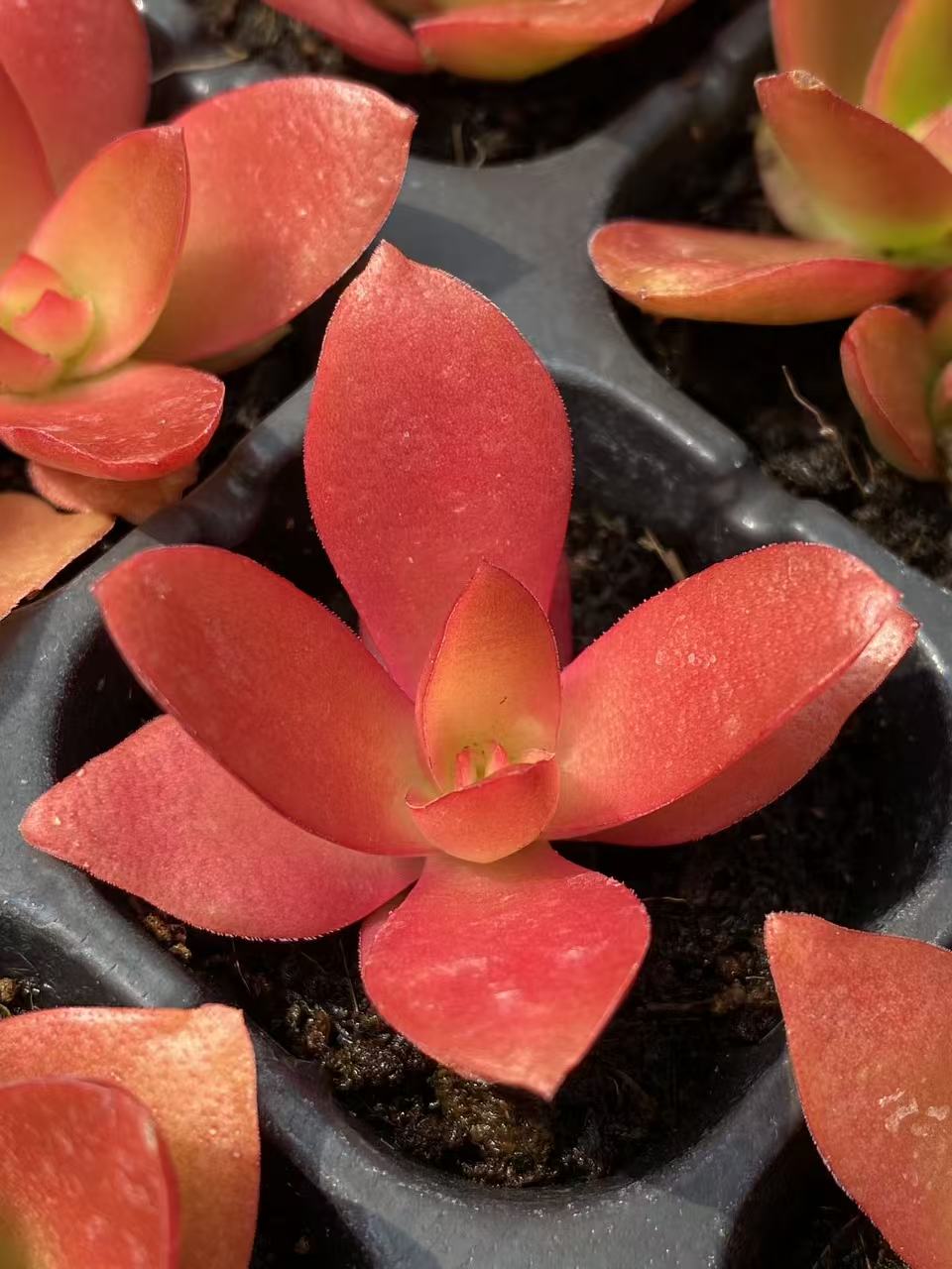 多肉植物 ヒマツリ 72株セット 品番AB0076