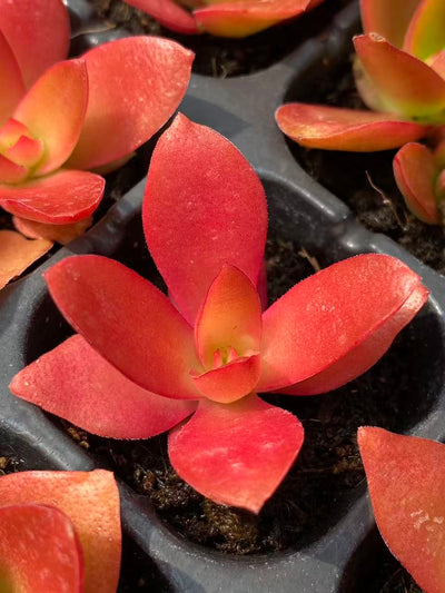 多肉植物 ヒマツリ 72株セット 品番AB0076