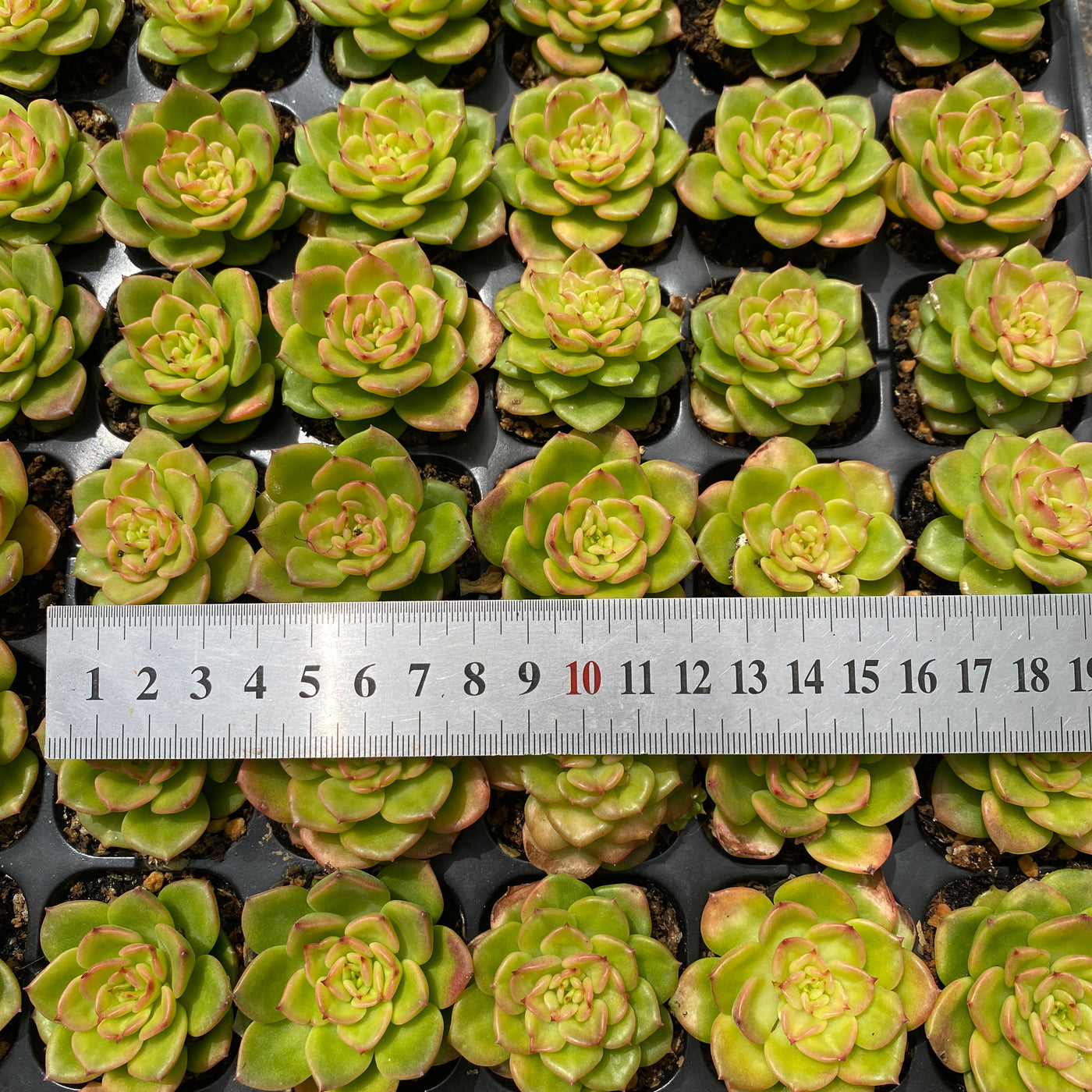 多肉植物 ラボタン 72株セット 品番AB0002